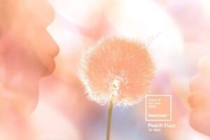Pantone 2024 Yılının Rengi: Peach Fuzz